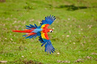 Scarlet Macaw