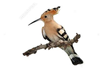 Hoopoe isolated