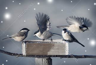 Little birds in winter