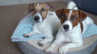 two dogs on a round dog bed are watching attentively waiting for a treat