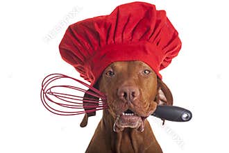 Dog chef with egg beater