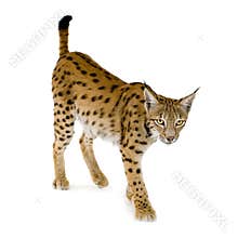 Lynx (2 years)
