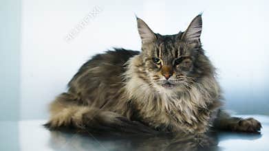 Maine coon cat meowing while laying on steel surface, Close up shot of feline 4K