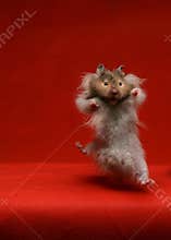 Jumping hamster - mouse