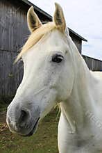 White Horse Beside Barn