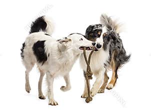 Border Collie and Australian Shepherd playing