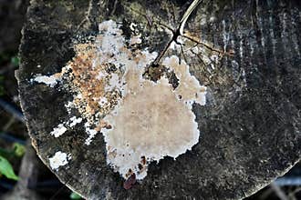 exotic wooden texture with natural patterns as a background.