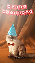 Happy birthday cat