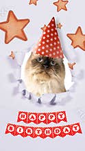 Happy birthday cat