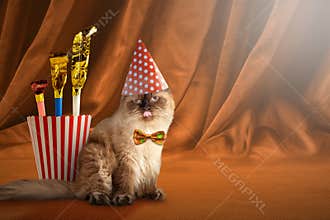 Happy birthday cat