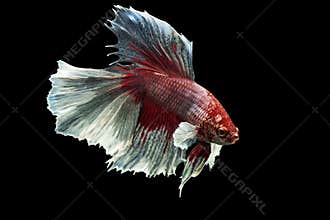 Siamese fighting fish