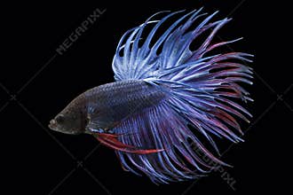 Siamese fighting fish