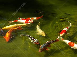 Koi fish