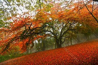Autumn fairytale forest tree