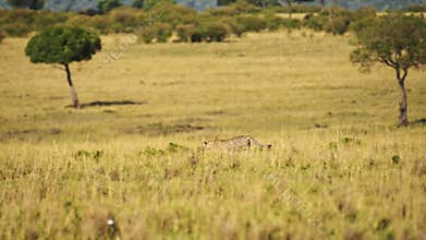 Cheetah Running Fast, Hunting on a Hunt Chasing Prey, African Wildlife Safari Animals in Masai Mara,