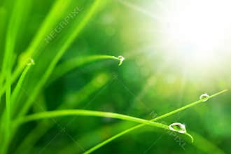 Eco Nature Background with Grass, Sun and Waterdrops