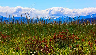 Whild flowers in Glacier Bay National Park, Alaska