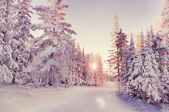 Winter landscape