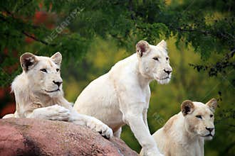 White lions