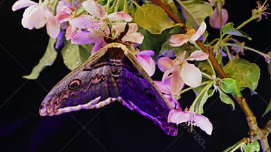 European night butterfly Saturnia pyri, giant peacock moth sits on apple branch