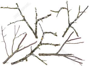 Old apple and cherries tree branches isolated