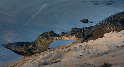 Spectacled caiman