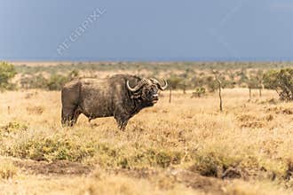 The African buffalo (Syncerus caffer)