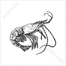 Handdrawn shrimp illustration, shrimp drawing, artwork, sushi, fish, design, sea animal
