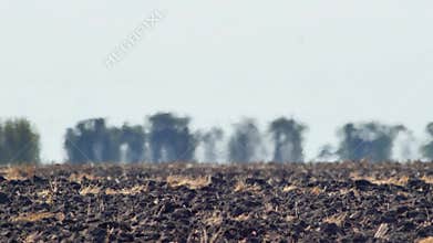 Air shimmer and heat haze above plowed farmland in extreme heat