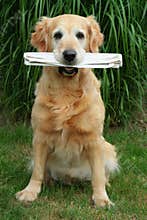 Golden retriever