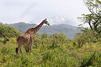 Giraffe against Kilimanjaro