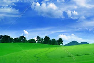 Green field on a beautiful day