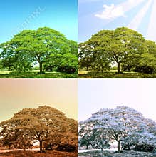 4 seasons on a tree