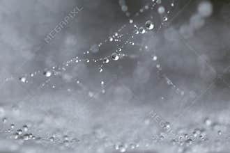 Dew drops on web threads - natural abstraction, backgrounds, textures.