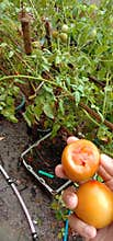 Pick a tomato and taste it straight away
