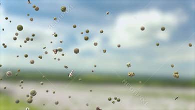 Pollen grains, which can trigger allergies, are transported through the air in a meadow in spring