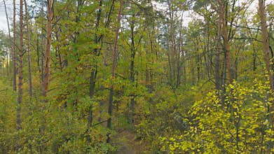 Wind leaves autumn summer green sun nature view tree forest