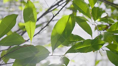 Wind leaves autumn summer green sun nature view tree forest