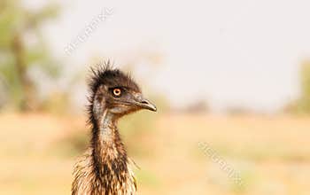 An emu with a funny hairstyle taken in close up