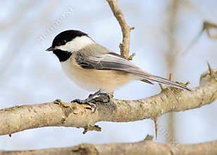 Black-capped Chickadee