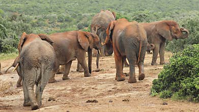 African elephants covered in red mud, Addo Elephant National Park, South Africa