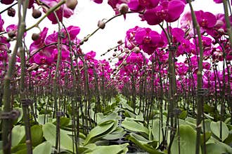 Commercial phalaenopsis orchid greenhouse with vibrant magenta blooms