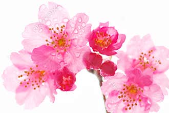 Cherry Blossoms in Bloom – Close-up of Springtime Flowers