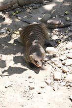 The mongoose are a family of placental mammals belonging to the order Carnivora