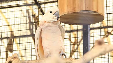 White Cockatoo - Cacatua alba crouching in its cage