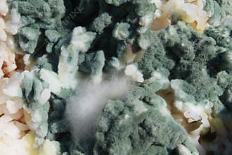 Mold
