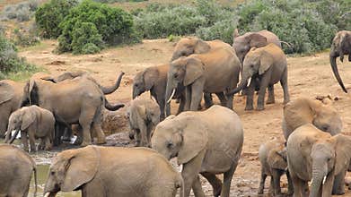 African elephant herd at a waterhole, Addo Elephant National Park, South Africa