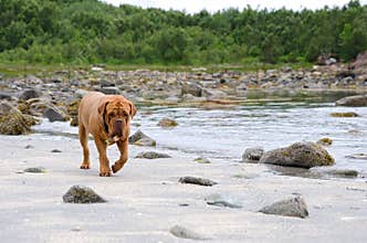 Dogue De Bordeaux walking along the beach, Bodoe, Norway
