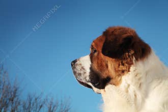 Big dog on a background of blue sky