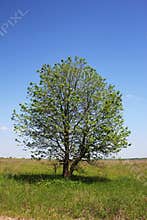 Tree of the field